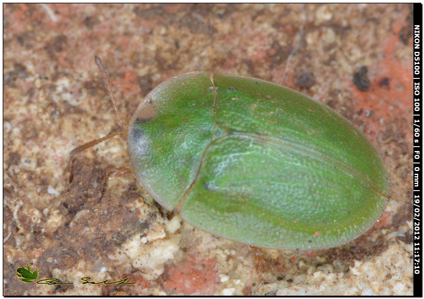 Cassida sp. da Usini
